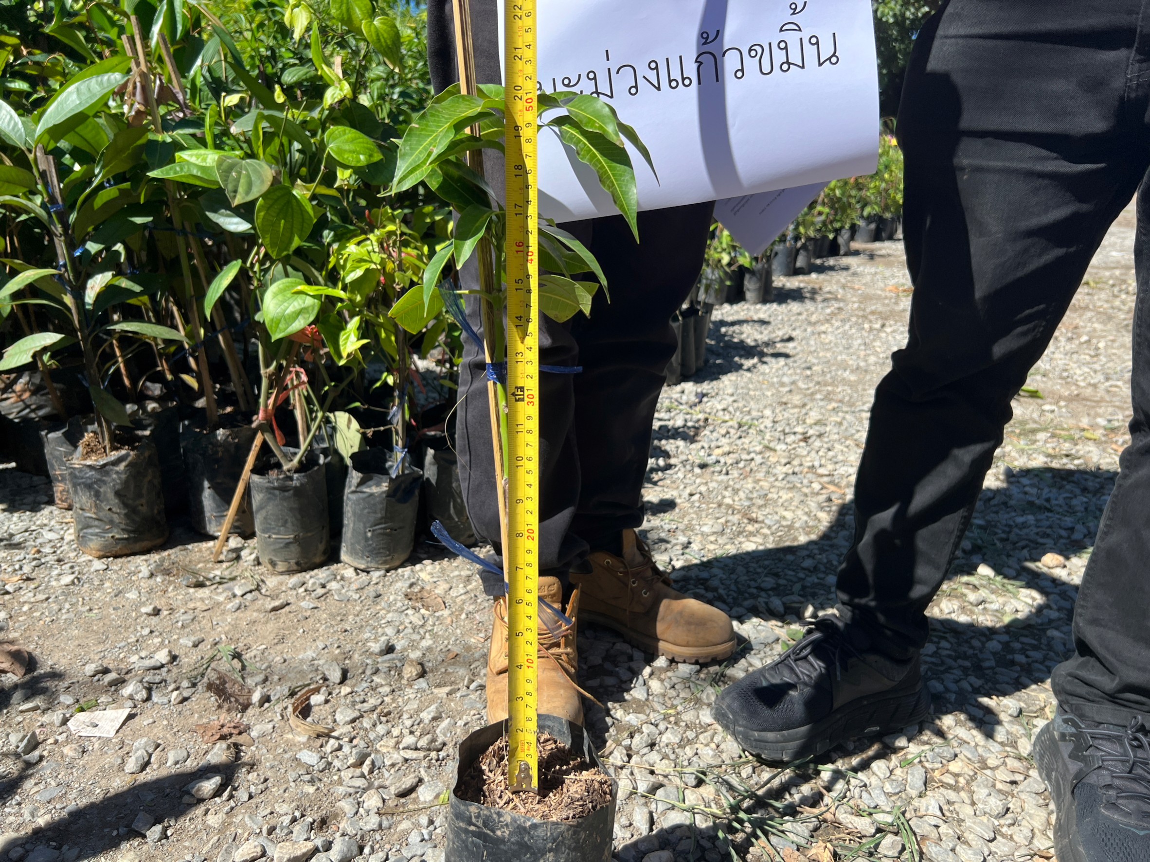title - สนับสนุนปัจจัยการผลิต (พันธุ์ไม้) ภายใต้โครงการส่งเสริมระบบวนเกษตรในเขตปฏิรูปที่ดินจังหวัดสุโขทัย ปีงบประมาณ พ.ศ.2566